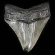 Megalodon Tooth With Feeding Damage #35409-1